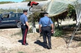 Calatino. Servizi straordinari di controllo dei Carabinieri contro i furti d’uva